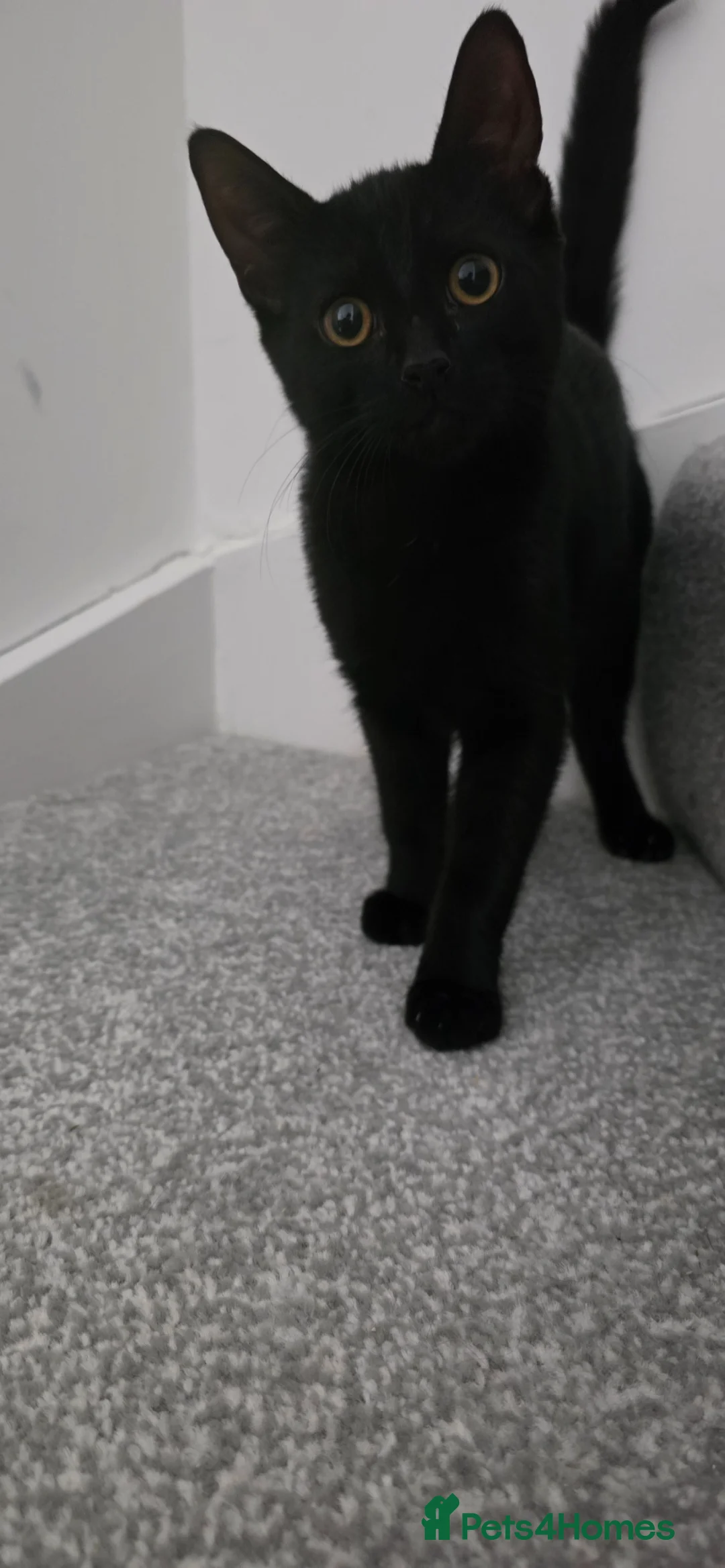 British Shorthair cats for sale: Rehome - Advert 3