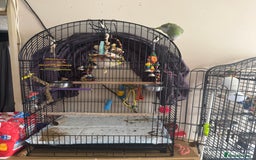 Parakeets birds for sale: Male Tame Quaker Parrot - Image 9