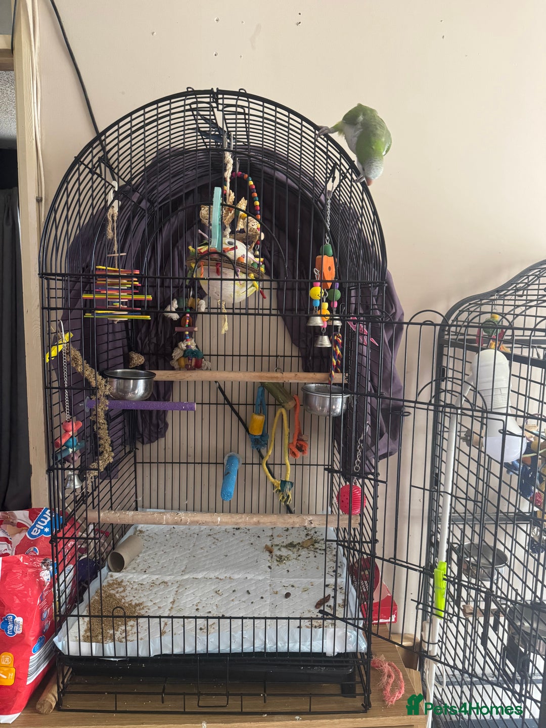 Parakeets birds for sale: Male Tame Quaker Parrot - Image 9