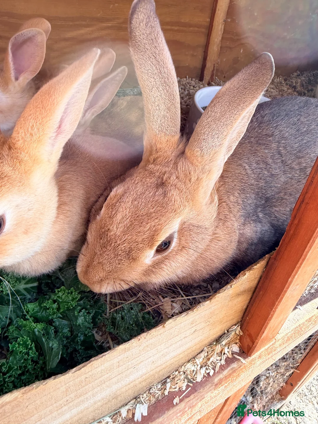 Rex rabbits for sale: 3 Rex baby rabbits - Advert 4
