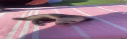 Ferret rodents for sale: Micro ferret kits - Advert 7