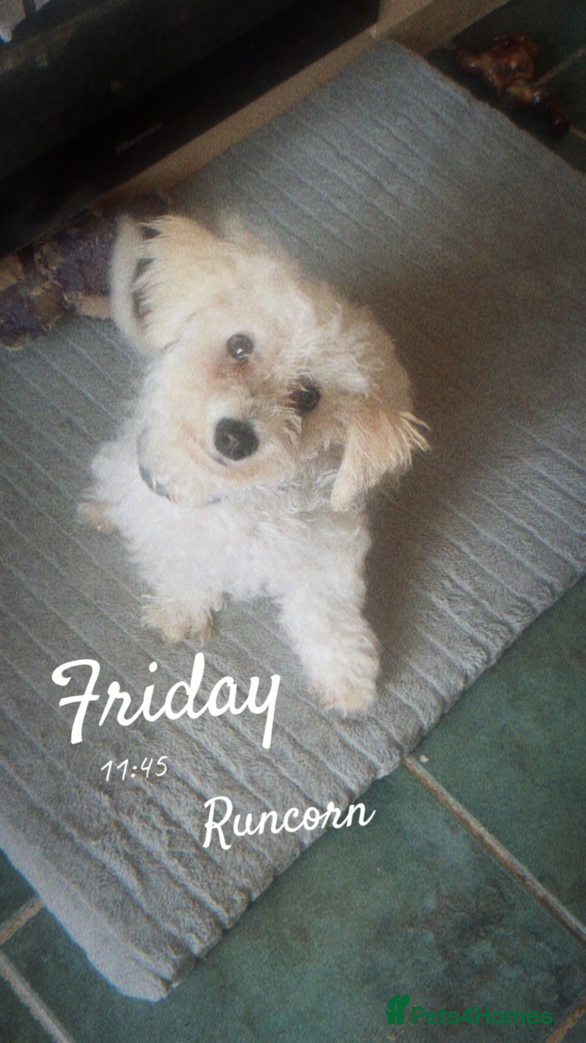 Poochon dogs Male fur baby - Advert 12