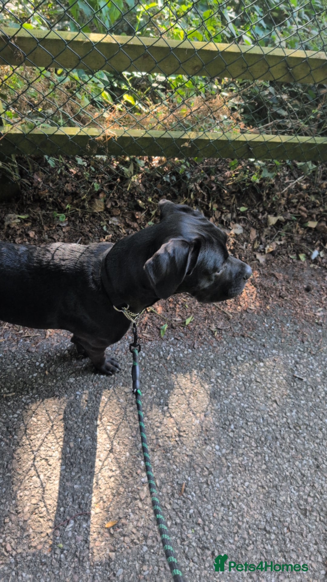 Mixed Breed dogs for sale: Needs a loving home  - Image 7