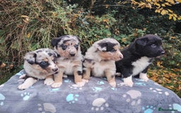 Border Collie dogs for sale: Border Collie Puppies Top Quality! - Image 9