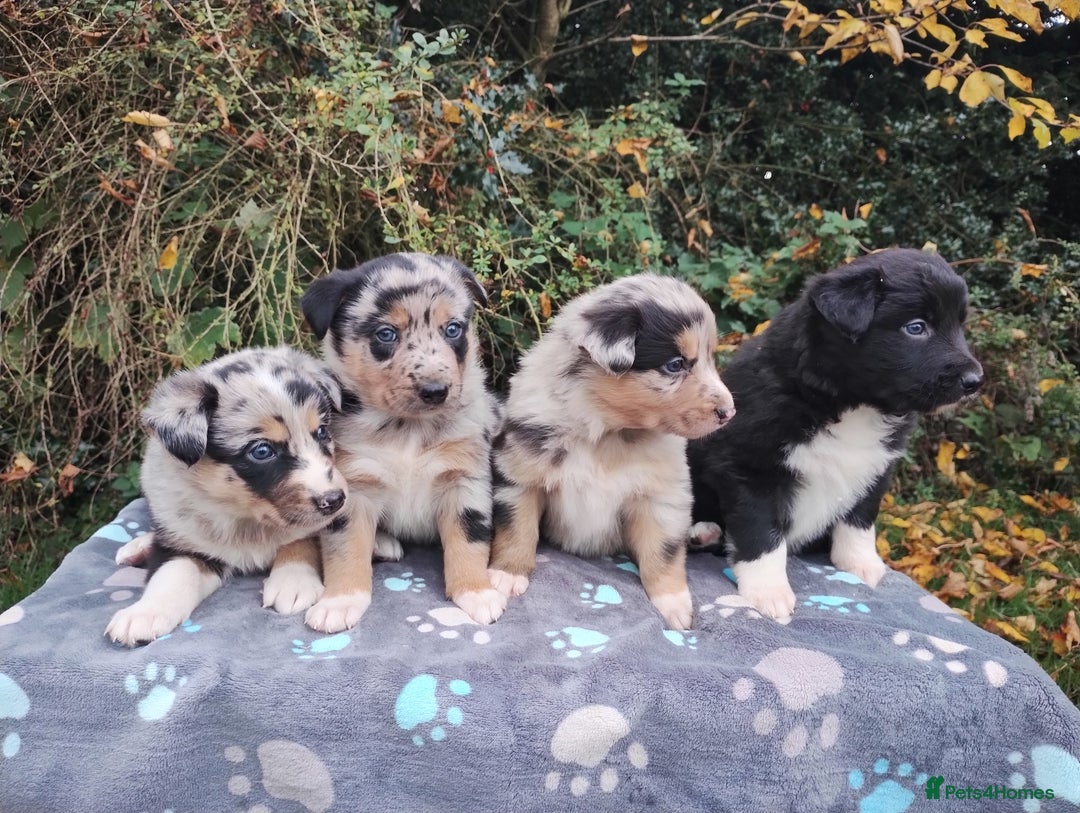 Border Collie dogs for sale: Border Collie Puppies Top Quality! - Image 9