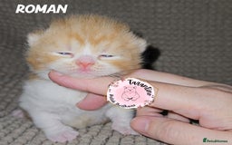 British Shorthair cats for sale: GCCF REGISTERED BRITISH SHORTHAIR KITTENS  - Image 1