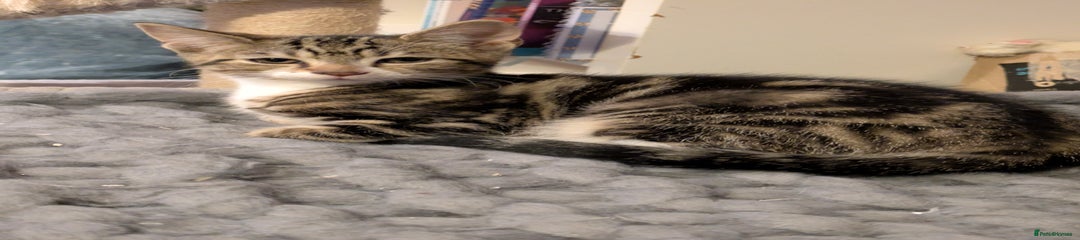 Domestic Shorthair Kitten 5