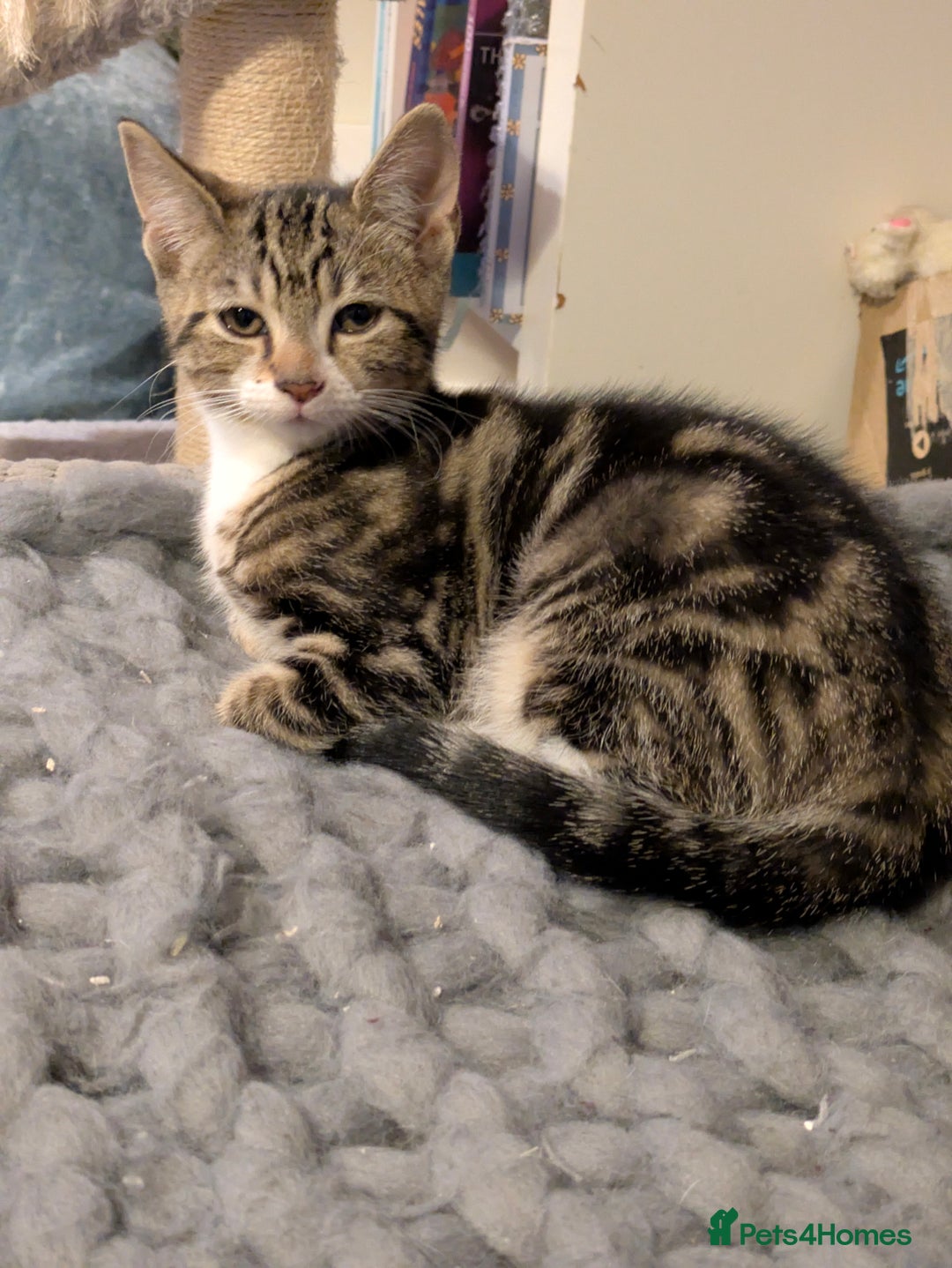 Domestic Shorthair cats for sale: Beautiful domestic short hair kittens for sale  - Image 13