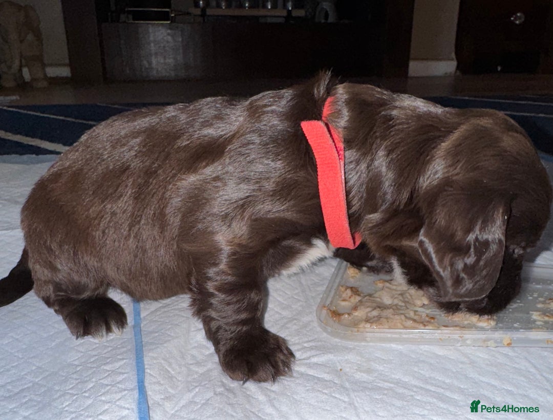 Sprocker dogs for sale: Sprocker Puppies - Image 12