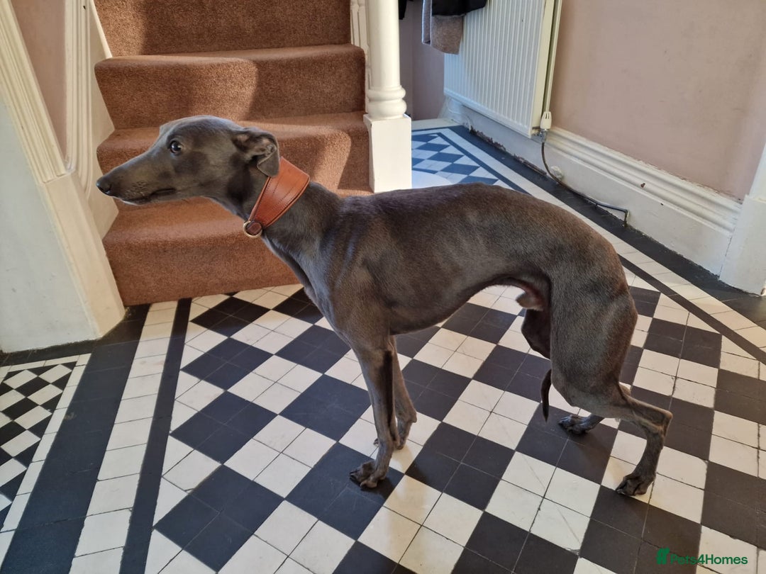 Whippet dogs for sale: 2 BEAUTIFUL TRUE SHOE TYPE KC REGISTERED WHIPPETS - Advert 7