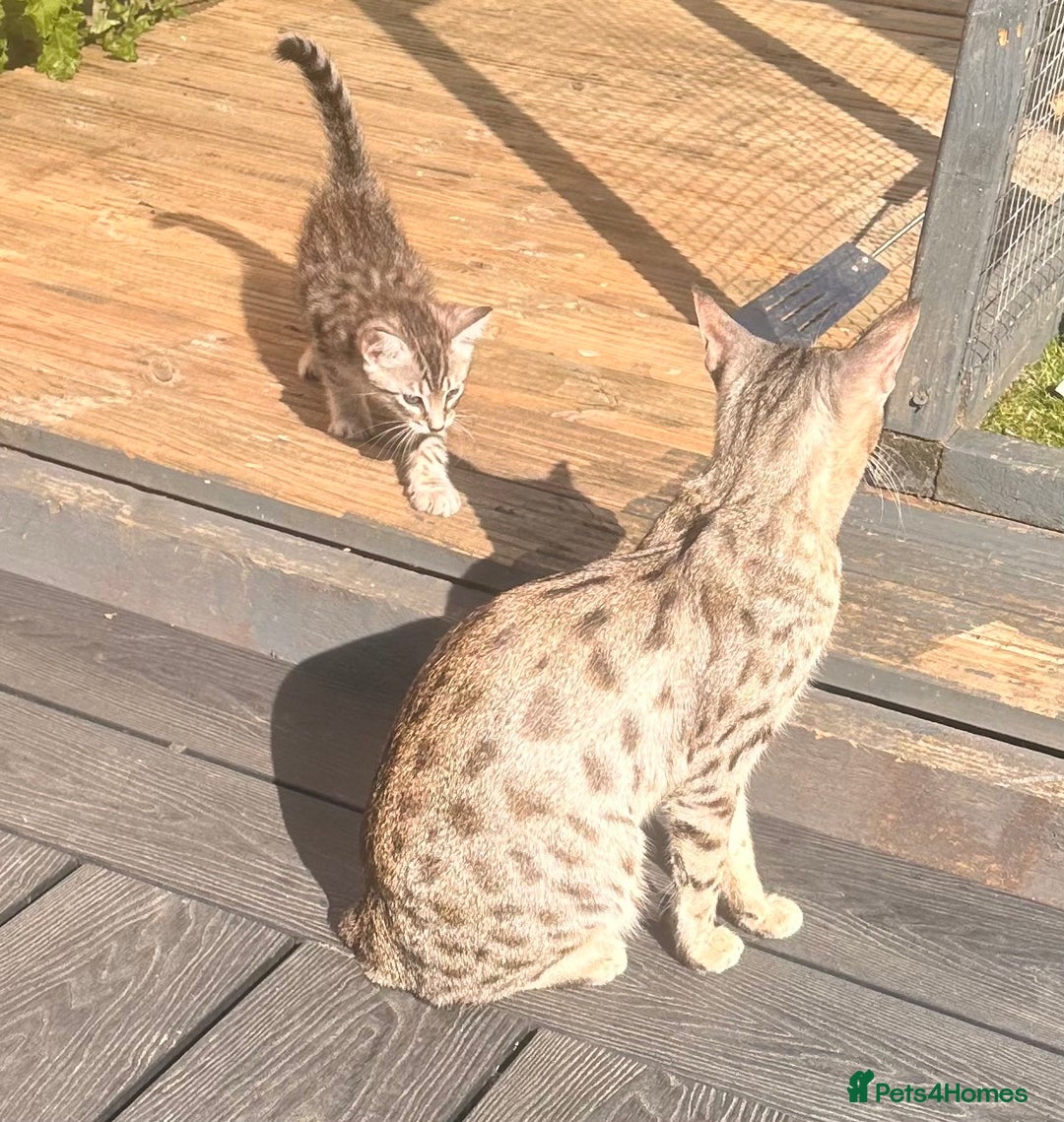 Savannah cats for sale: Savannah Kittens - Image 17