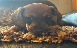 Miniature Dachshund dogs for sale: Beautiful stable dachshund girl pup - Image 5