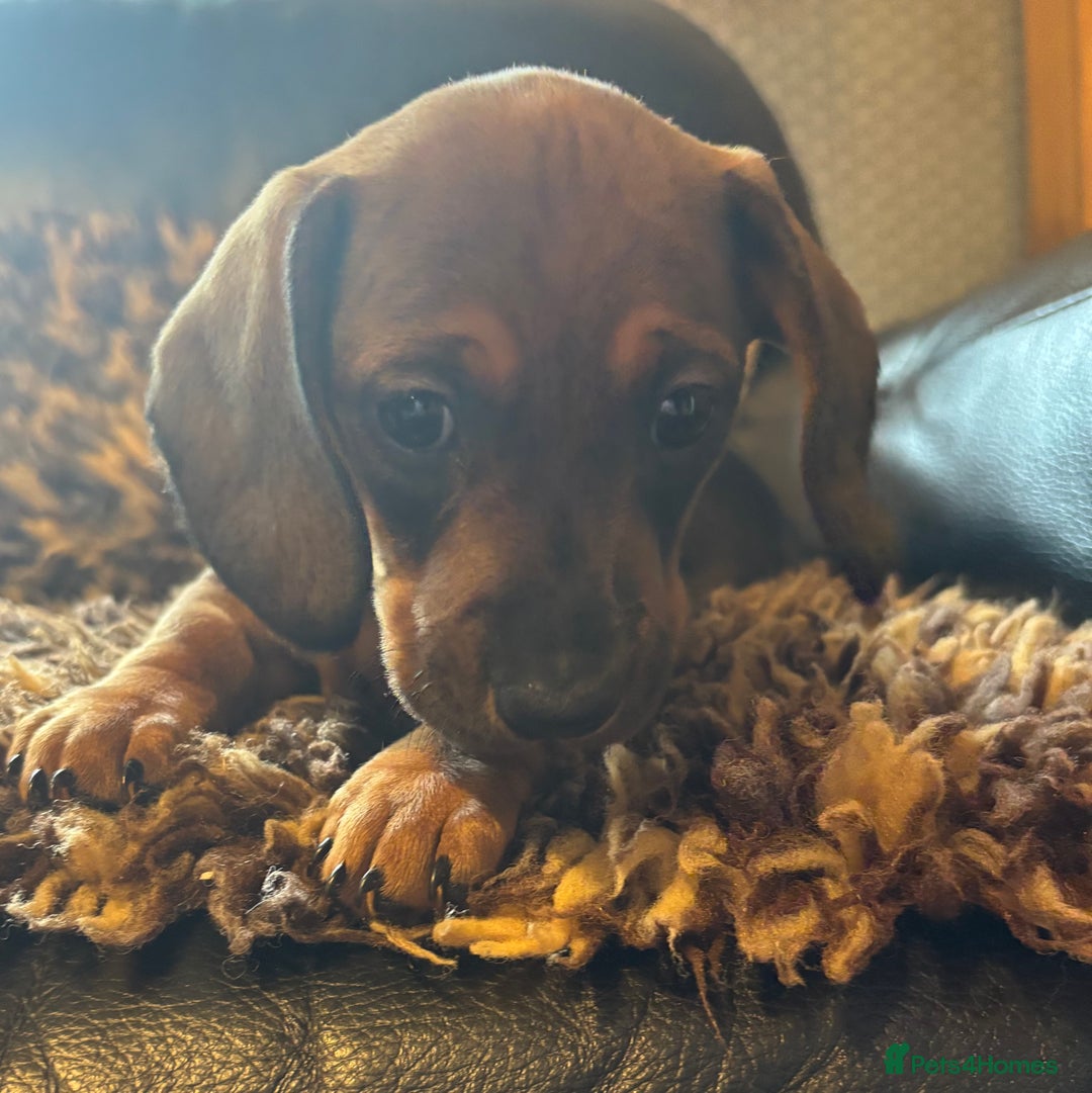 Miniature Dachshund dogs for sale: Beautiful stable dachshund girl pup - Image 5