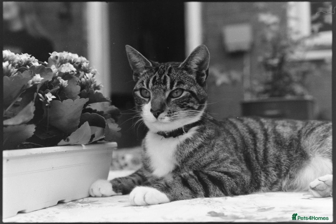 Domestic Shorthair cats for sale: Male cat - Image 1