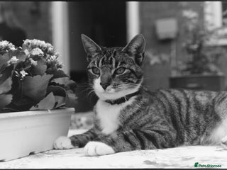 Domestic Shorthair cats Male cat (neutered) - Advert 18