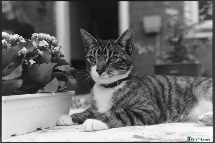 Domestic Shorthair cats - Advert 1