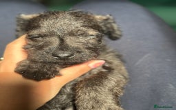 Mixed Breed dogs for sale: Patterdale X Border terrier puppies  - Image 10