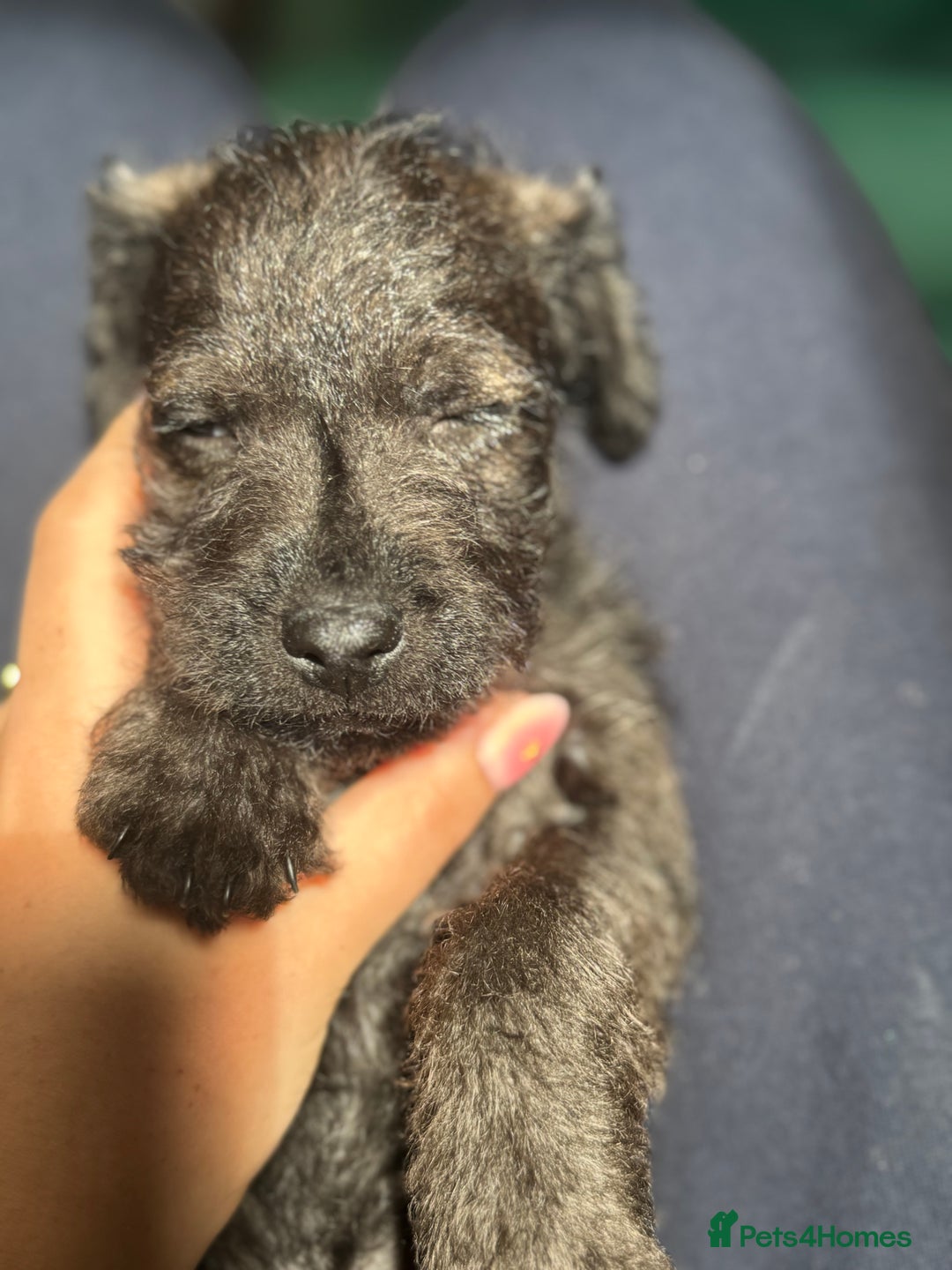 Mixed Breed dogs for sale: Patterdale X Border terrier puppies  - Image 10