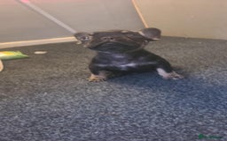 French Bulldog dogs for sale: French bulldog 2 boys and four girls - Image 4