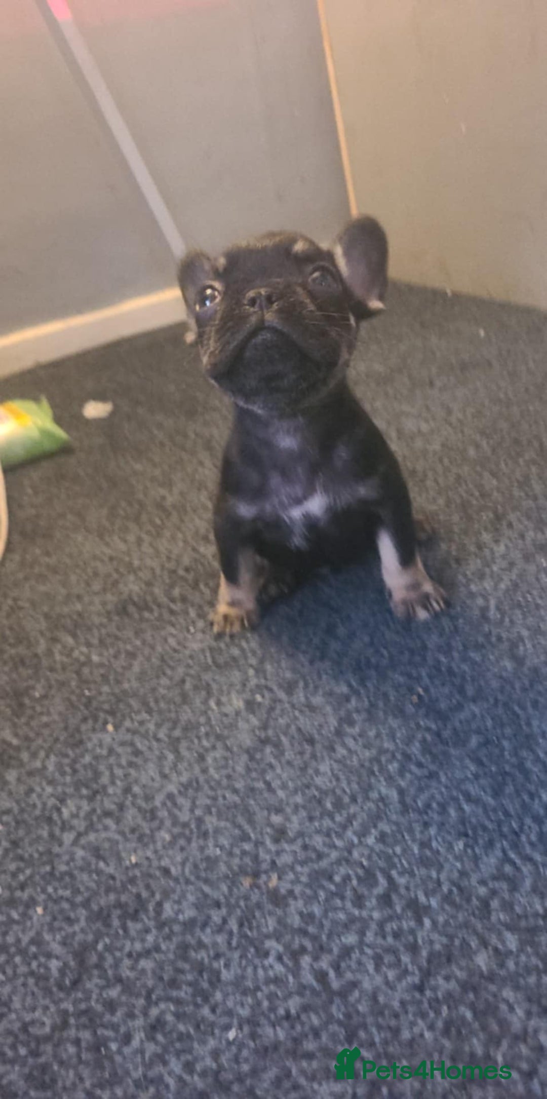 French Bulldog dogs for sale: French bulldog 2 boys and four girls - Image 4