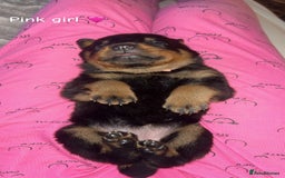 Rottweiler dogs for sale: Beautiful Rottweiler pups  - Image 6