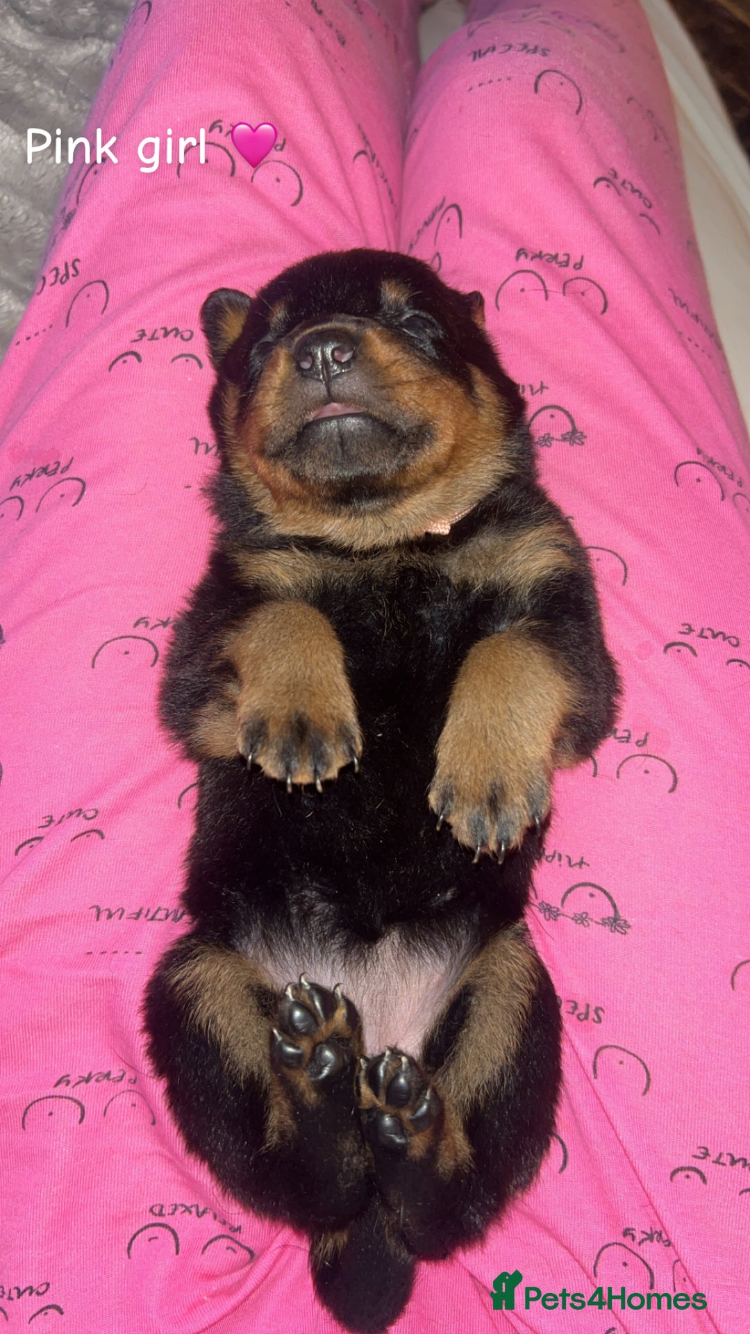 Rottweiler dogs for sale: Beautiful Rottweiler pups  - Image 6