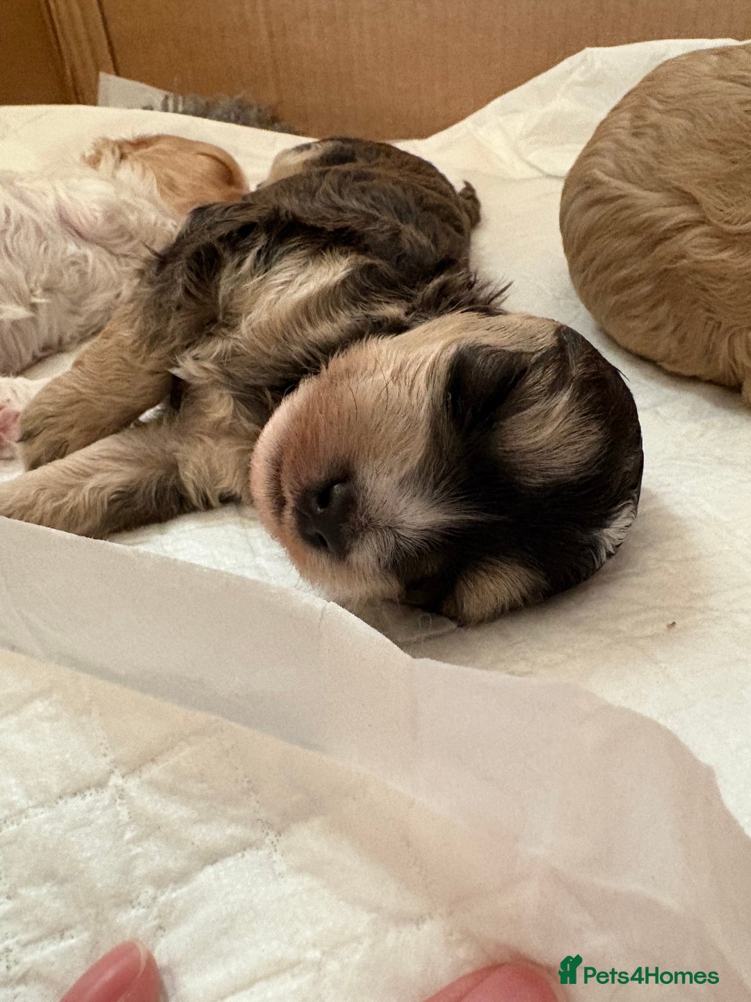 Cockapoo dogs for sale: Cockerpoo puppies for sale  - Advert 12