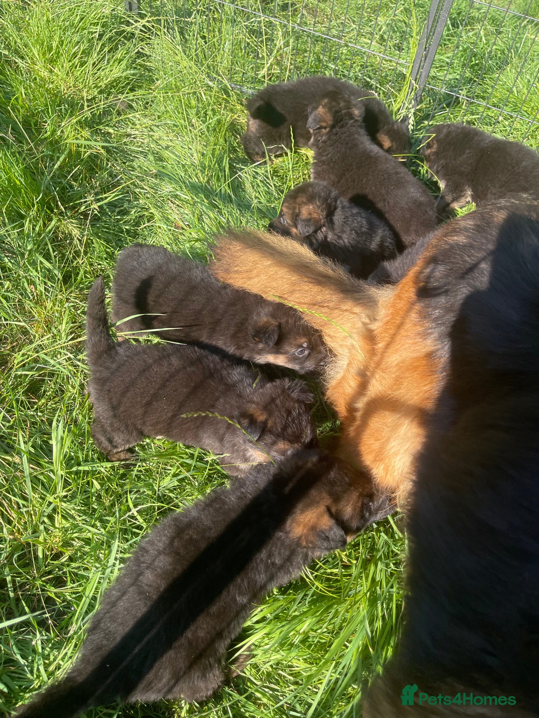 German Shepherd dogs for sale: German Shepherd pups KCRegistered/hip&elbow scored - Image 8