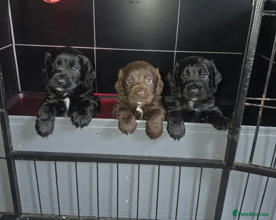 Cocker Spaniel dogs Champion Line Working Cocker Spaniel Puppies  - Advert 9