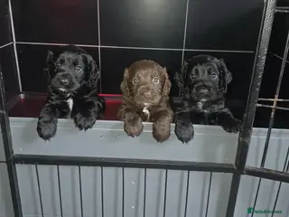 Cocker Spaniel dogs Champion Line Working Cocker Spaniel Puppies - Advert 9