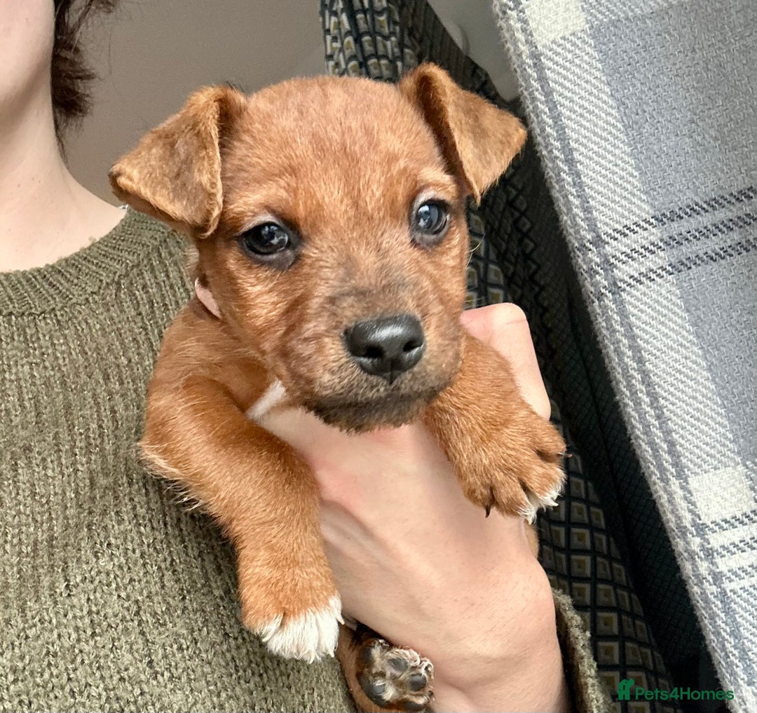 Mixed Breed dogs for sale: Beautiful Brown Male Patterdale terrier puppy  - Image 4