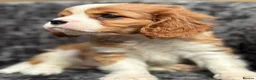 Cavalier King Charles Spaniel dogs for sale: Extensively health tested cavalier puppies  - Advert 17