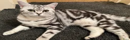 British Shorthair cats for sale: GCCF Rare Show Quality BSH Silver Tabby Kittens  - Advert 14