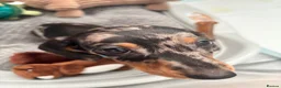 Dachshund dogs for sale: Dapple dachshund pup - Advert 9