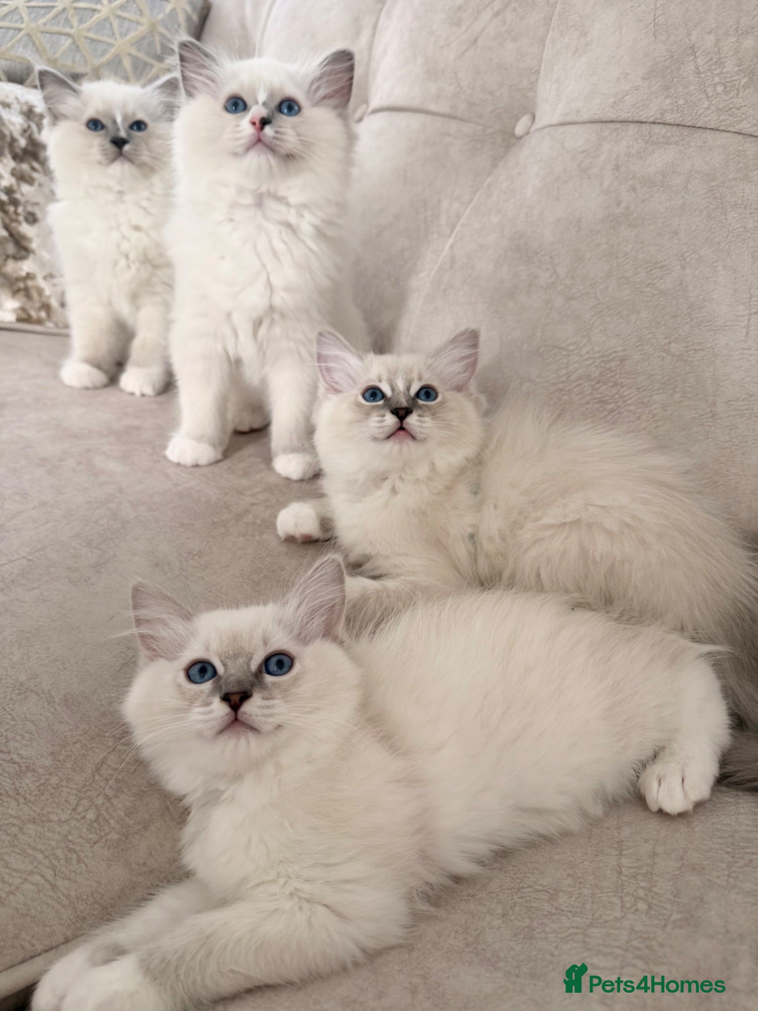 Ragdoll cats Beautiful Ragdoll Kittens - Advert 1