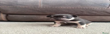 French Bulldog 3