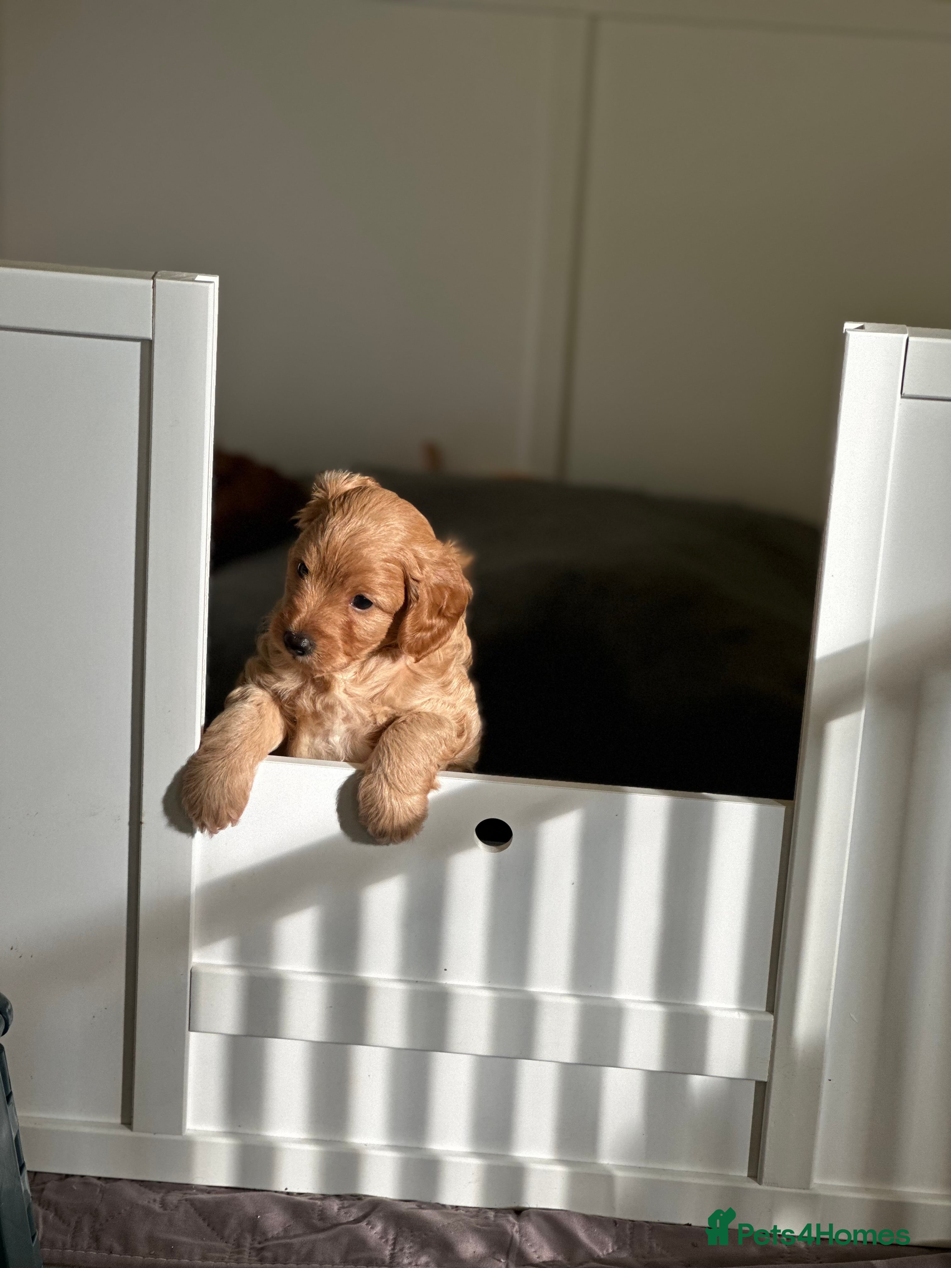Mixed Breed dogs Miniature labradoodle/cockapoo - Advert 2