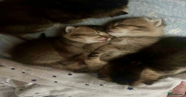 Scottish Fold cats - Advert 9