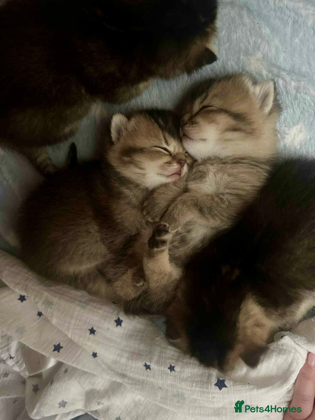 Scottish Fold cats for sale: Scottish Fold Kittens ( only 2 left ) - Image 4