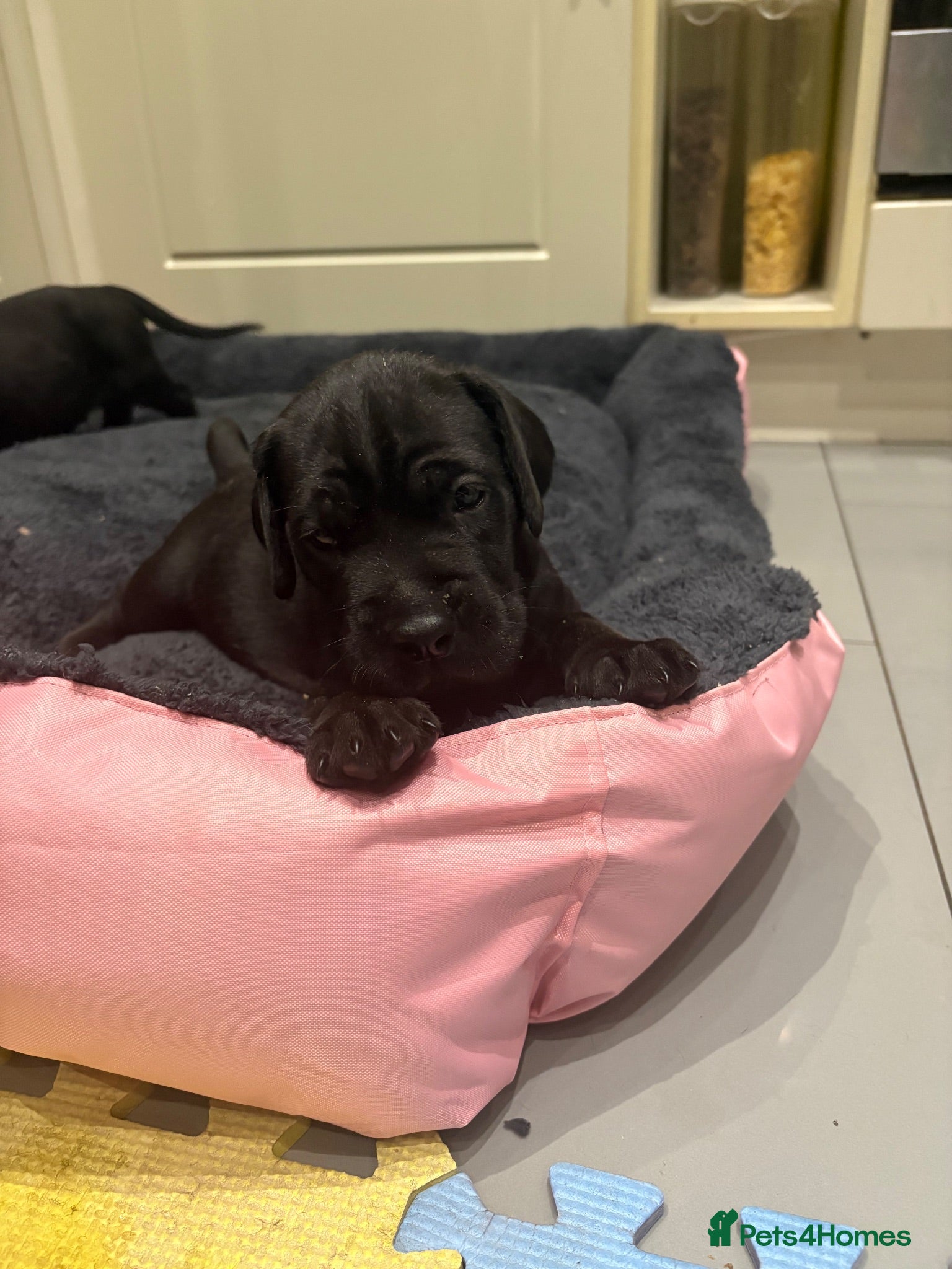 Cane Corso dogs 4 Stunning Cane Corso Big Boys!!! - Advert 2