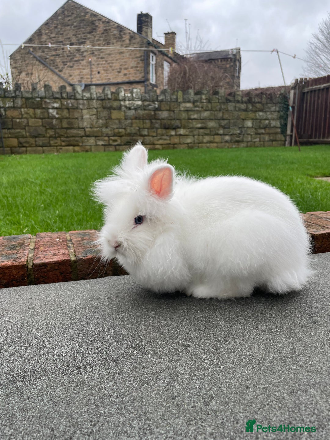 Lionhead rabbits for sale: White Lionhead female rabbit - Advert 5