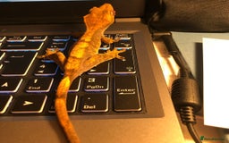 Gecko reptiles for sale: 5 Year Old Crested Gecko + Full Setup & Food - Image 2
