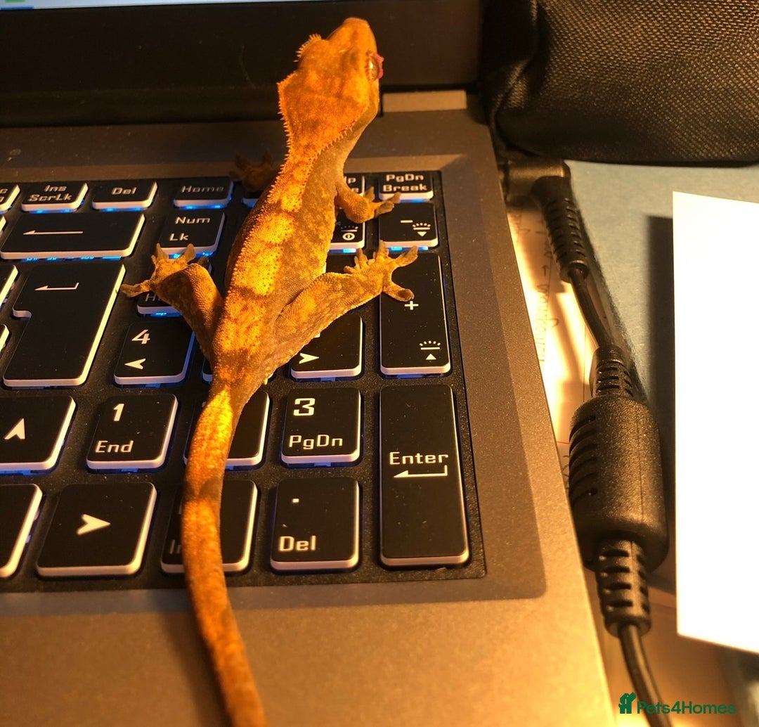 Gecko reptiles for sale: 5 Year Old Crested Gecko + Full Setup & Food - Image 2