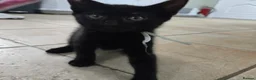 Mixed Breed cats for sale: Beautiful Black Kittens - Advert 3