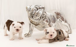 English Bulldog dogs for sale: Quality Girl - ready to leave - Image 17