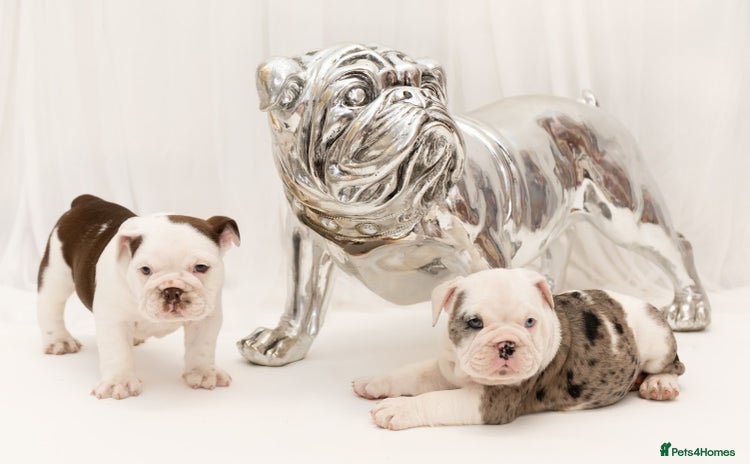 English Bulldog dogs - Advert 1