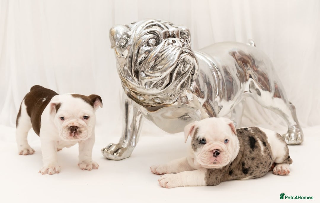 English Bulldog dogs for sale: Quality Girl - ready to leave - Image 17