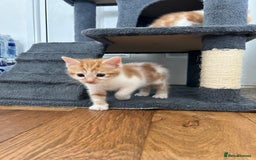 British Shorthair cats for sale: Four beautiful kittens - Image 15