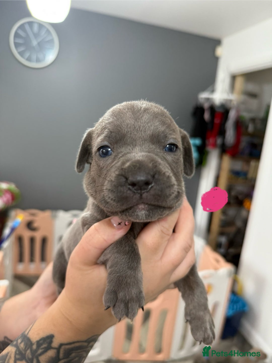 Mixed Breed dogs for sale: staffy x cane corso  - Image 9