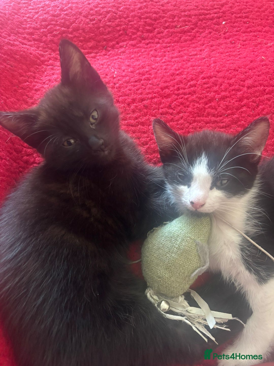 Mixed Breed cats for sale: Two Adorable Male Kittens 🥰😍 - Image 7
